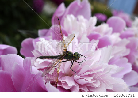 A dragonfly on a peony flower. A large dragonfly. A predatory insect. A dragonfly on a peony flower. A large dragonfly. A predatory insect. 105365751