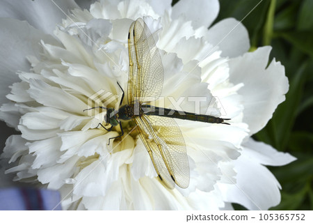 A dragonfly on a peony flower. A large dragonfly. A predatory insect. 105365752