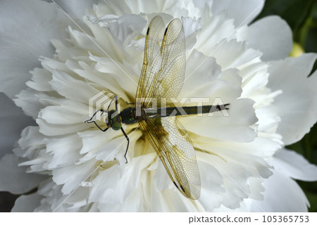 A dragonfly on a peony flower. A large dragonfly. A predatory insect. 105365753