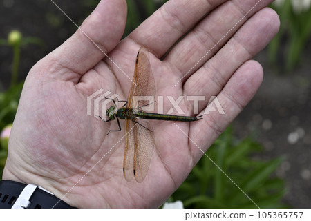Dragonfly in hand. A large dragonfly. A predatory insect. 105365757
