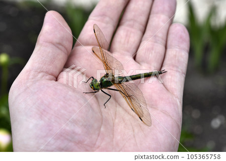 Dragonfly in hand. A large dragonfly. A predatory insect. Dragonfly in hand. A large dragonfly. A predatory insect. 105365758