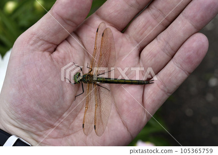 Dragonfly in hand. A large dragonfly. A predatory insect. Dragonfly in hand. A large dragonfly. A predatory insect. 105365759