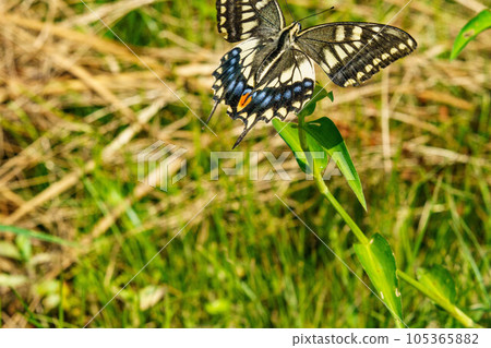 blue swallowtail butterfly blue swallowtail butterfly 105365882