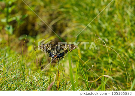 blue swallowtail butterfly blue swallowtail butterfly 105365883
