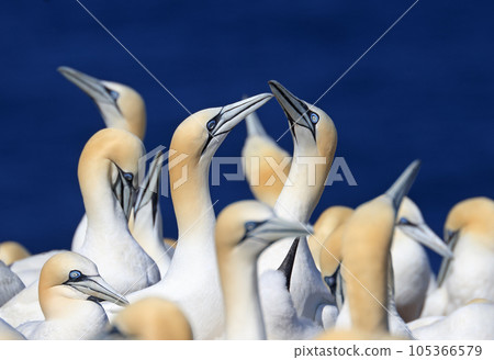 Couple of Northern Gannets, Bonaventure Island Quebec, Canada Couple of Northern Gannets, Bonaventure Island Quebec, Canada 105366579