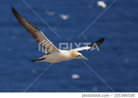 Northern Gannet portrait in flight, Bonaventure Island Quebec, Canada 105366580