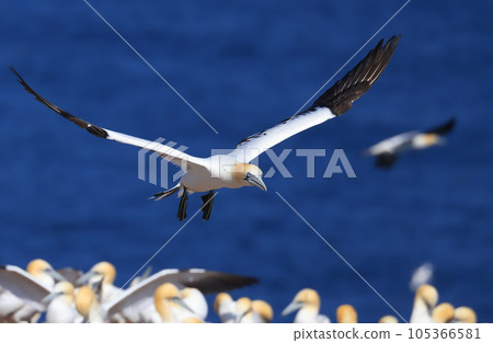 Northern Gannet portrait in flight, Bonaventure Island Quebec, Canada Northern Gannet portrait in flight, Bonaventure Island Quebec, Canada 105366581