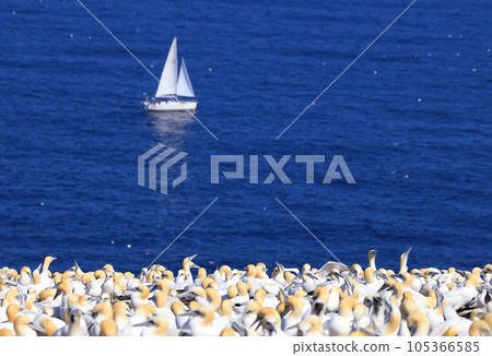 Sailing ship with Northern Gannet Colony, Bonaventure Island Quebec, Canada Sailing ship with Northern Gannet Colony, Bonaventure Island Quebec, Canada 105366585