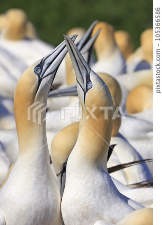 Couple of Northern Gannets, Bonaventure Island Quebec, Canada 105366586