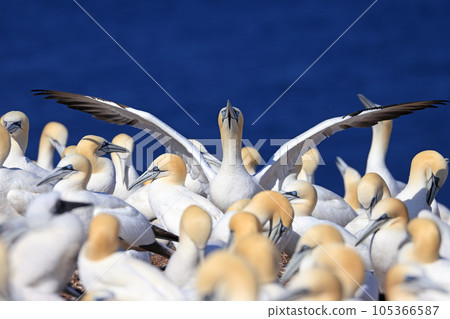 Colony of Northern Gannets, Bonaventure Island Quebec, Canada Colony of Northern Gannets, Bonaventure Island Quebec, Canada 105366587