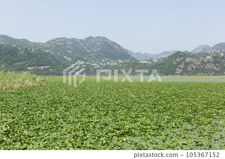 Montenegro, On a boat on waterway through green lily plants covering surface of skadar lake, a 105367152