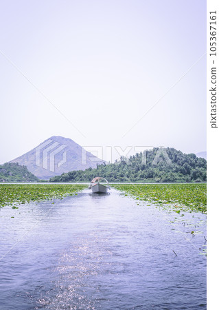 Montenegro, On a boat on waterway through green lily plants covering surface of skadar lake, a 105367161