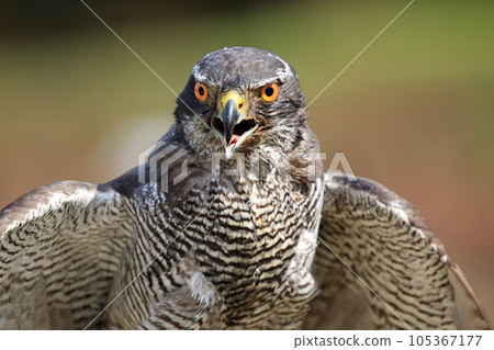 sharp-eyed goshawk sharp-eyed goshawk 105367177