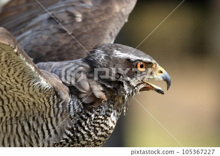 sharp-eyed goshawk 105367227