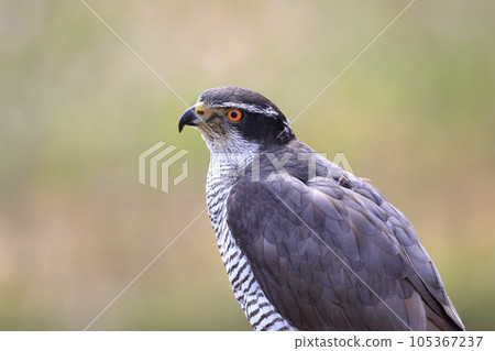 sharp-eyed goshawk 105367237