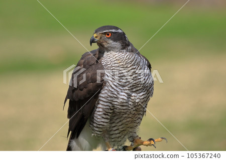 sharp-eyed goshawk sharp-eyed goshawk 105367240