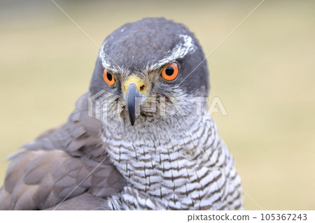 sharp-eyed goshawk sharp-eyed goshawk 105367243