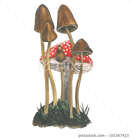 Watercolor composition of poisonous hallucinogenic mushrooms - pale toadstools and fly agaric on the background isolated on transparent background hand drawn 105367423