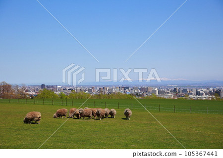 藍天下的羊群風景 105367441