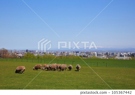 藍天下的羊群風景 105367442