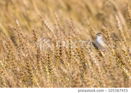 Zitting cisticola 棲息在麥穗上 105367455