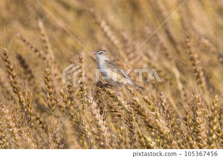 Zitting cisticola 棲息在麥穗上 105367456