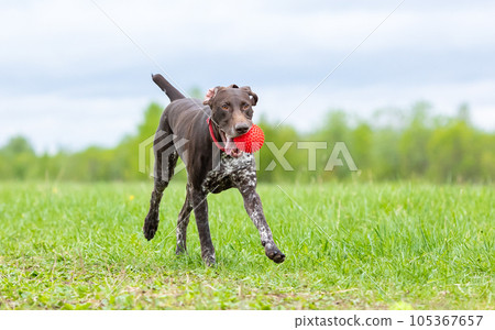 Dog deutsch kurzhaar carries a toy in his teeth against the background of green grass.  105367657