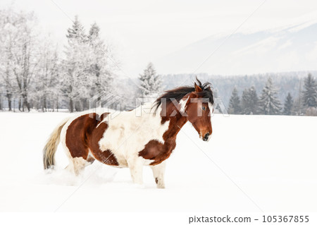 Brown and white horse, Slovak Warmblood breed, trotting on snow , blurred trees and mountains in background 105367855