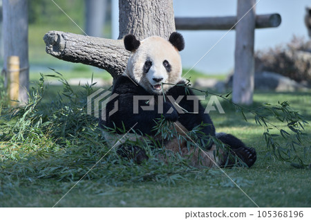Umehama eating bamboo deliciously Umehama eating bamboo deliciously 105368196