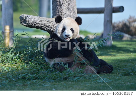 Umehama eating bamboo deliciously Umehama eating bamboo deliciously 105368197