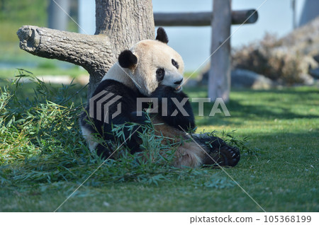 梅濱美味地吃著竹子 梅濱美味地吃著竹子 105368199