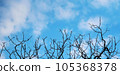 Silhouette of tree branches against the blue sky with clouds backgrounds for banners, posters, information graphics, prints layout covering books, magazine pages, advertising materials, advertisements 105368378