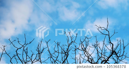 Silhouette of tree branches against the blue sky with clouds backgrounds for banners, posters, information graphics, prints layout covering books, magazine pages, advertising materials, advertisements 105368378