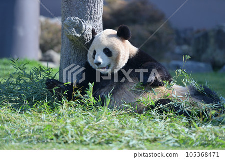 梅濱看起來對美味的竹子很滿意 105368471