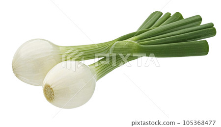 Green onion isolated on white background with clipping path 105368477