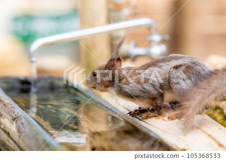[Animal material] Ezo squirrel Hida wild grass natural garden [Gifu Prefecture] 105368533