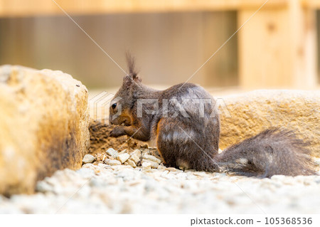 [Animal material] Ezo squirrel Hida wild grass natural garden [Gifu Prefecture] 105368536