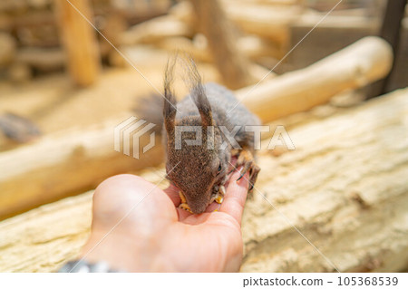 [動物素材]蝦夷松鼠飛驒野草天然花園[岐阜縣] 105368539
