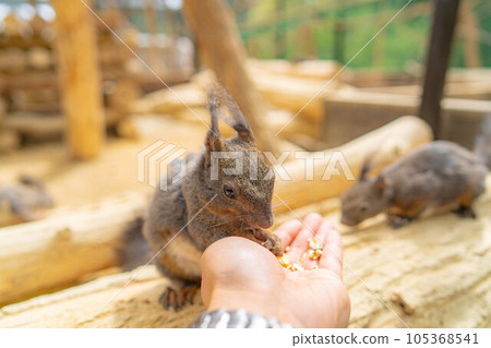 [Animal material] Ezo squirrel Hida wild grass natural garden [Gifu Prefecture] 105368541