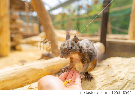 [Animal material] Ezo squirrel Hida wild grass natural garden [Gifu Prefecture] 105368544