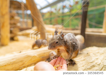 [Animal material] Ezo squirrel Hida wild grass natural garden [Gifu Prefecture] 105368545