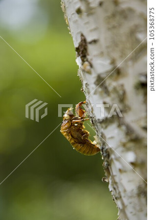 Empty shells of coezozemi at Tateshina Highlands 105368775