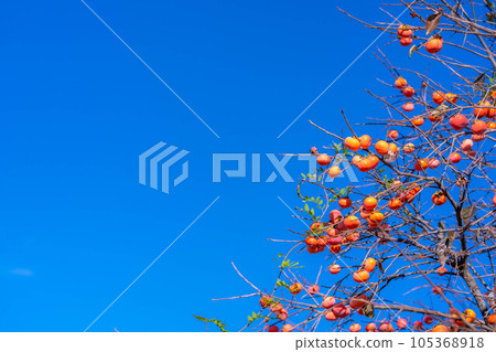 [Autumn material] Persimmon fruit growing on the tree and blue sky [Nagano Prefecture] 105368918