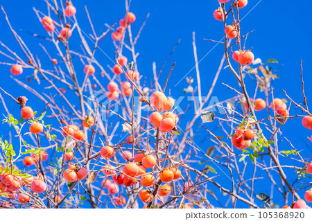 [秋季素材] 長在樹上的柿子和藍天[長野縣] 105368920