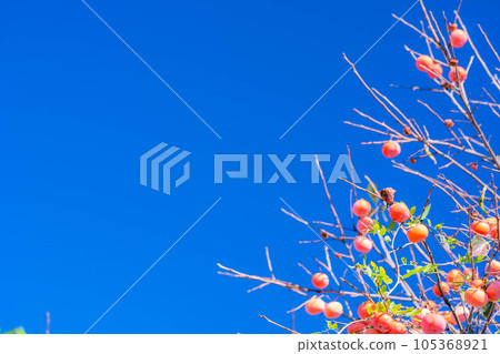[秋季素材] 長在樹上的柿子和藍天[長野縣] 105368921