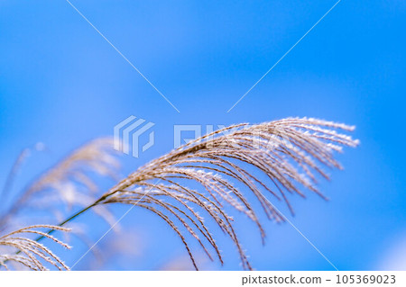[Autumn material] Susuki ears and blue sky [Nagano Prefecture] 105369023