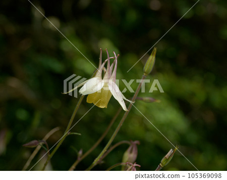 毛茛科多年生草本植物,生長於山地草甸中 毛茛科多年生草本植物,生長於山地草甸中 105369098