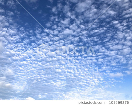 "Hawaii" Cirrocumulus clouds on the eve of the hurricane 105369276