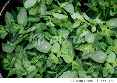 Fresh Mint sold at a green market 105369478