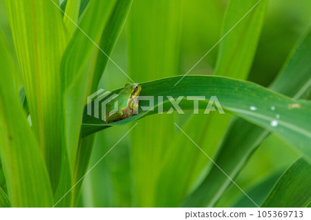 Tree frog resting on a leaf Tree frog resting on a leaf 105369713